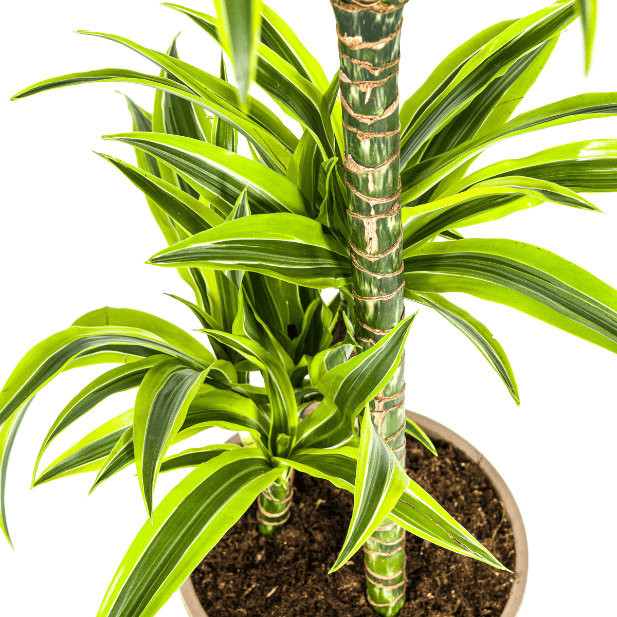Drachenbaum Dracaena Deremensis Lemon Lime – Zimmerpflanze – Ø21cm – 90-110cm hoch – Schlanke grüne Blätter mit hellgrünem Rand – Pflegeleicht & dekorativ 