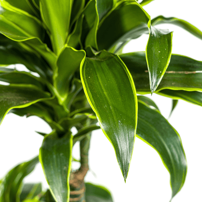 Dracaena Deremensis Dorado mit Korb Ø21cm - ↕100 - 120cm 
