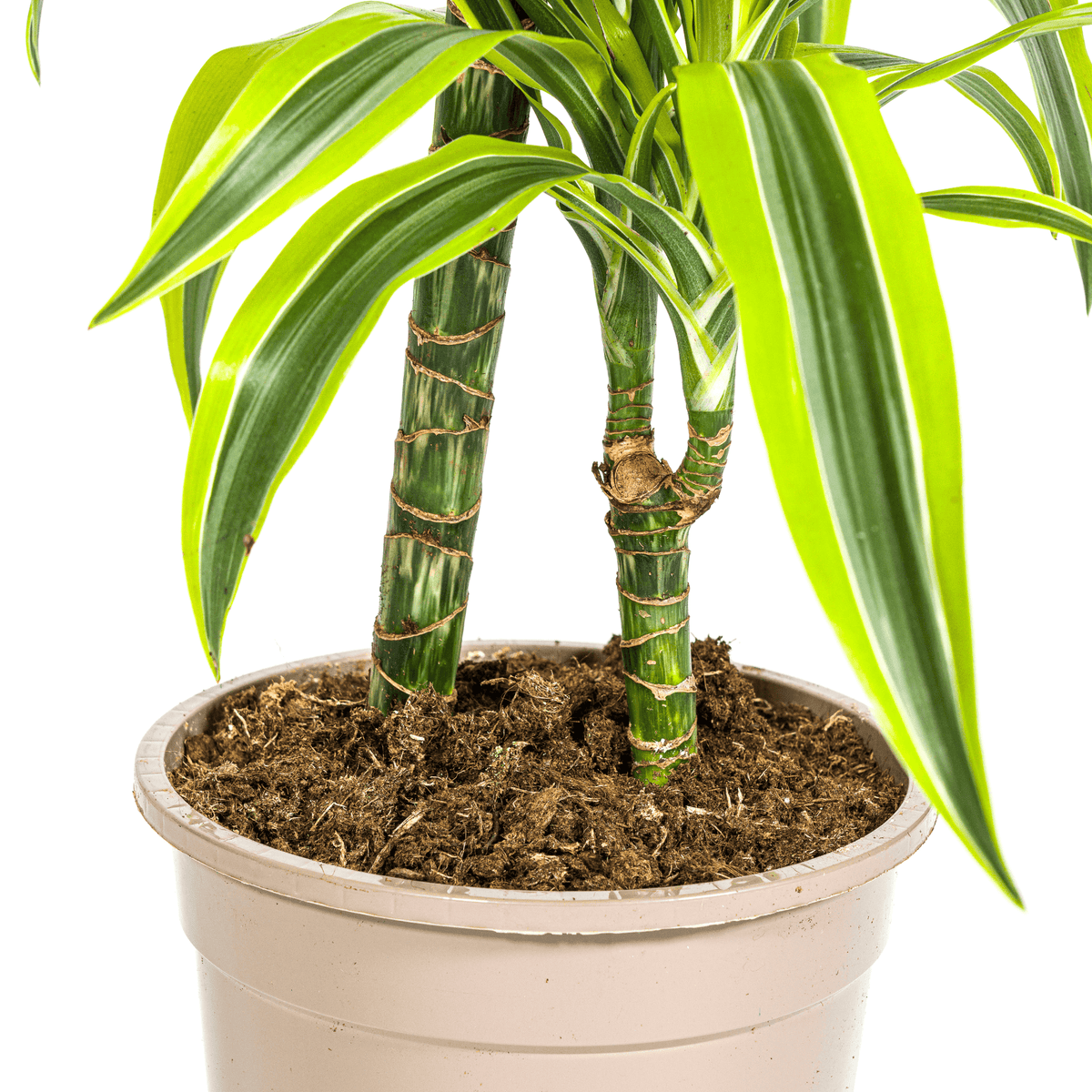 Drachenbaum Dracaena Deremensis Lemon Lime – Zimmerpflanze – Ø19cm – 70-90cm hoch – Lebendige grüne Blätter mit hellgrünem Rand – Pflegeleicht & dekorativ 