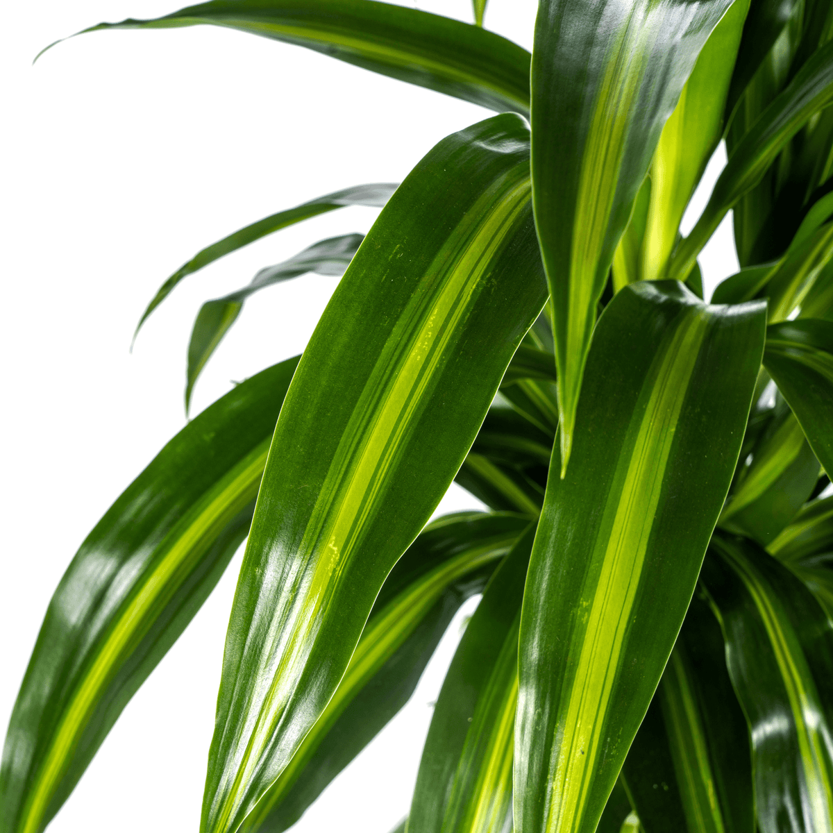 Drachenbaum - Dracaena Deremensis ‘Hawaiian Sunshine’ – Zimmerpflanze – Ø21 cm – Höhe 90–110 cm – Tropisches Flair mit gelb-grünem Laub 