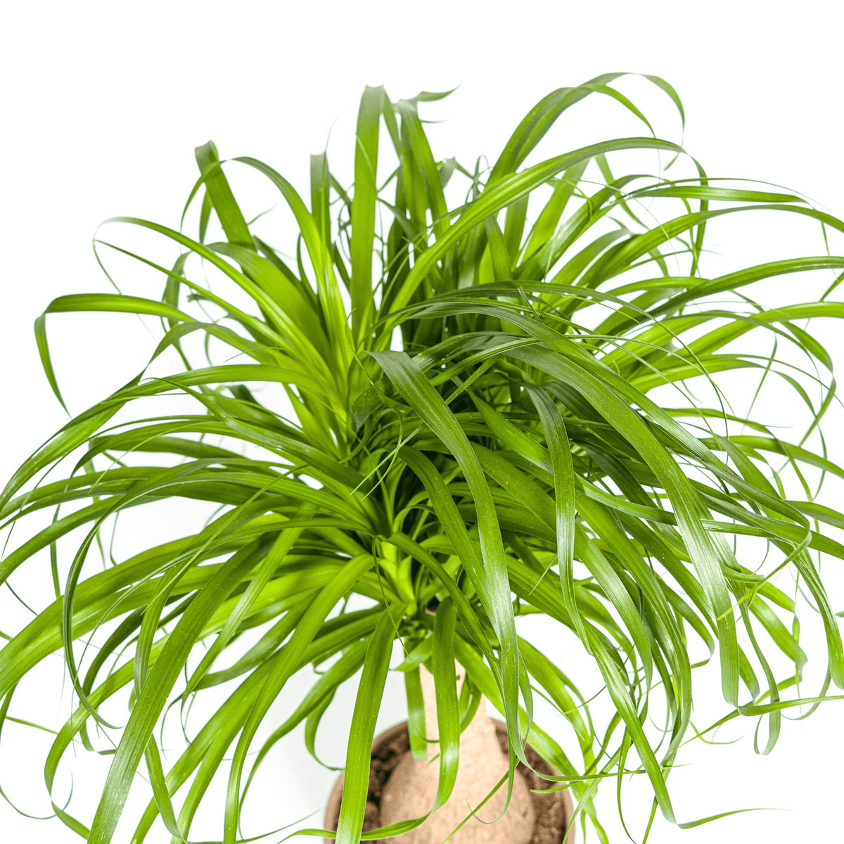 Beaucarnea Recurvata Stamm mit Korb Ø21cm - ↕60 - 80cm 