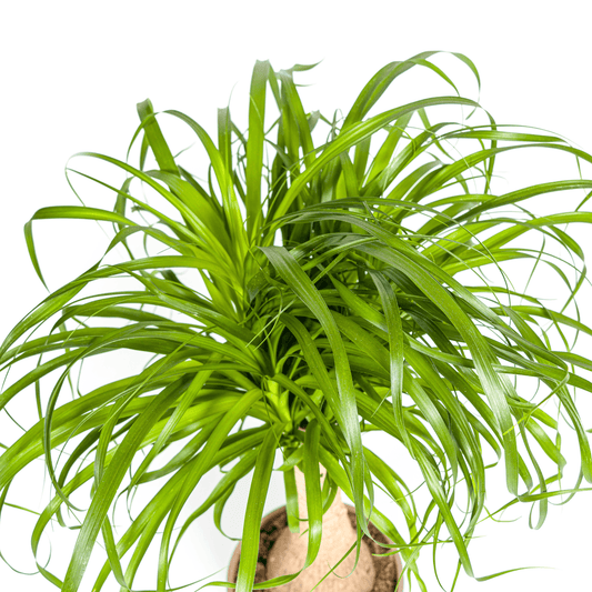 Elefantenfuß Beaucarnea Recurvata – Zimmerpflanze – Ø21cm – 60-80cm Höhe – Trockenheitsverträglich & pflegeleicht 