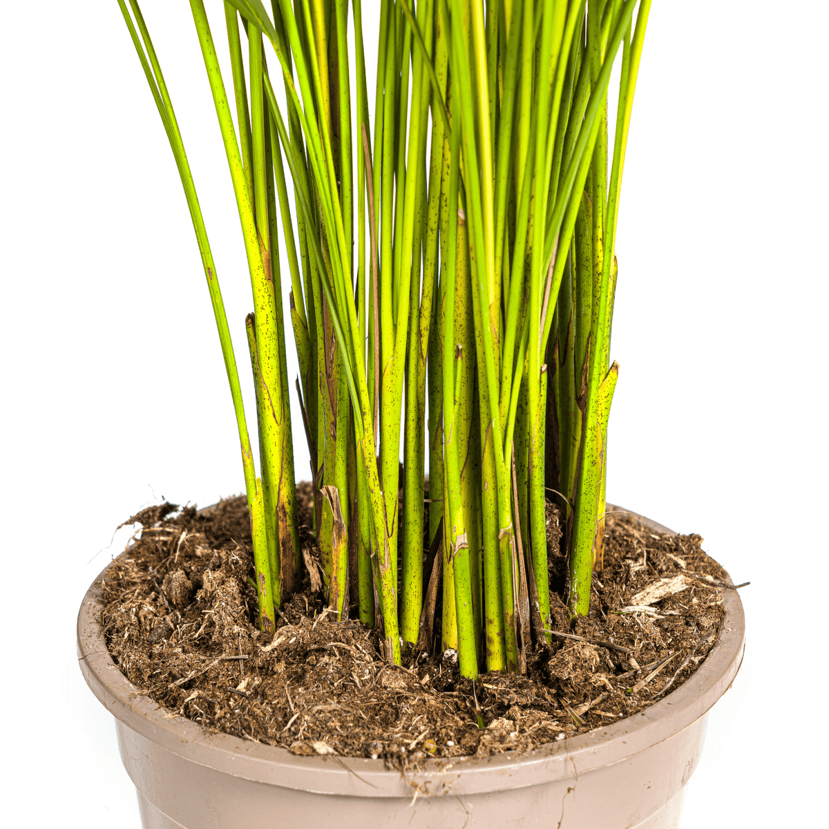 Dypsis Areca Lutescens mit Korb Ø21cm - ↕100 - 120cm 