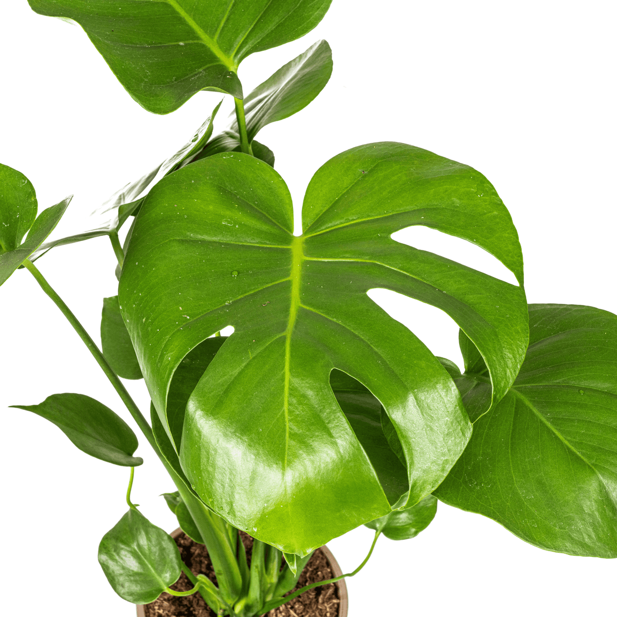 Fensterblatt Monstera Deliciosa Tauerii – Zimmerpflanze – Ø17cm – 50–70cm hoch – üppige, grüne Kletterpflanze 