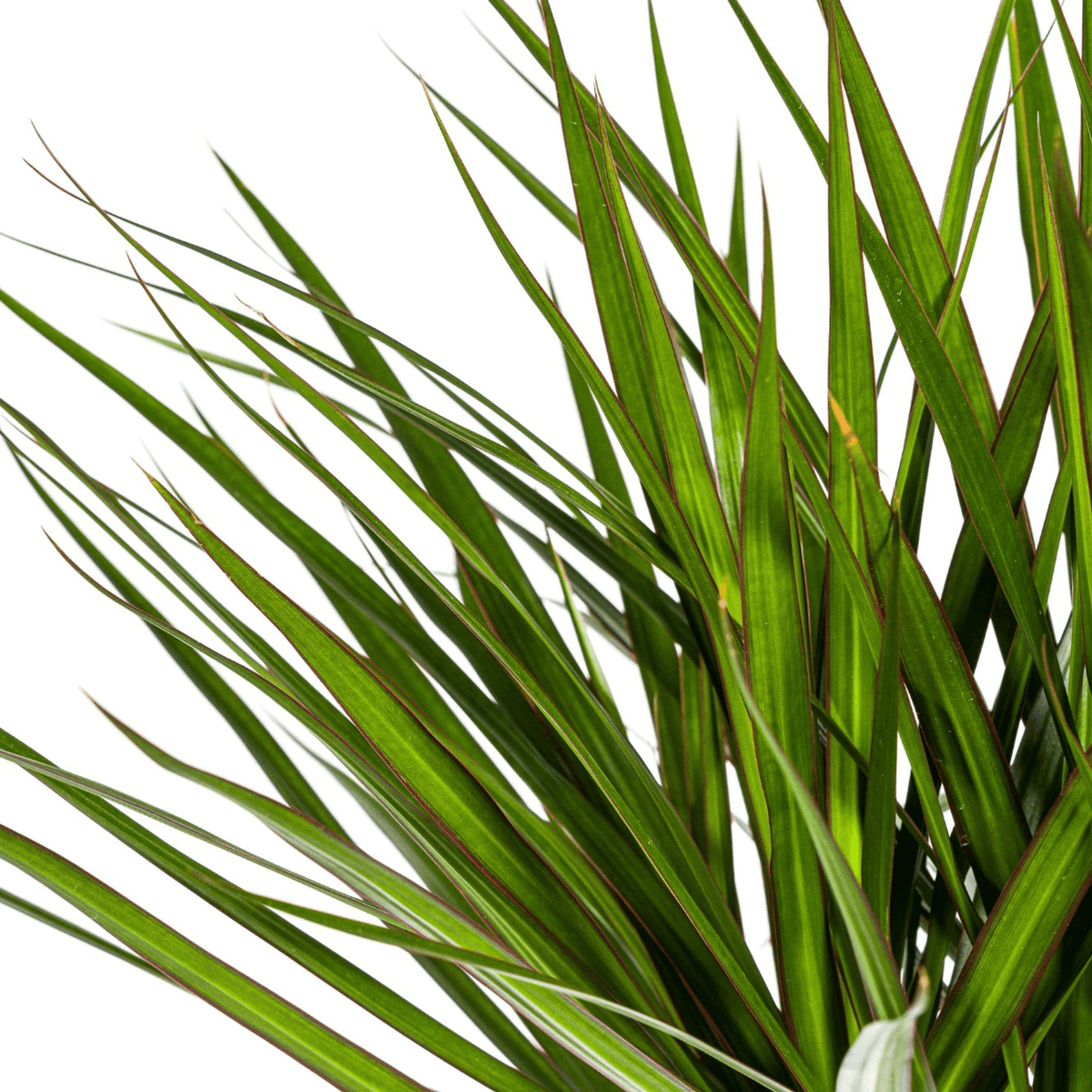 Dracaena Marginata Green mit Korb Ø24cm - ↕130 - 150cm 