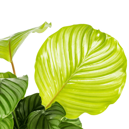 Korbmarante Calathea Orbifolia – Ø17 cm – ca. 40–50 cm hoch – Zimmerpflanze mit großen, silbrig-grünen Blättern – Für Wohnzimmer & Büro 