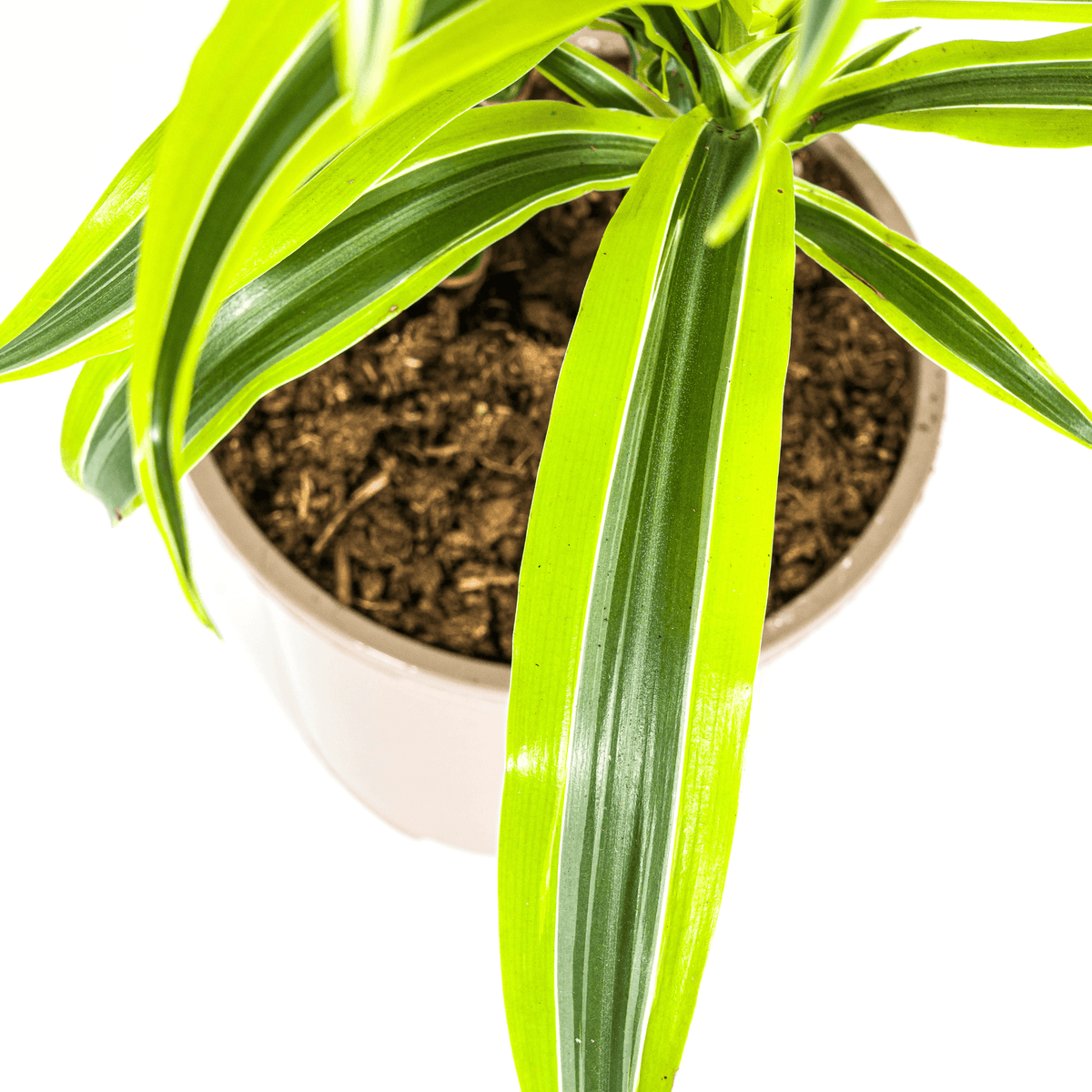 Drachenbaum Dracaena Deremensis Lemon Lime – Zimmerpflanze – Ø19cm – 70-90cm hoch – Lebendige grüne Blätter mit hellgrünem Rand – Pflegeleicht & dekorativ 