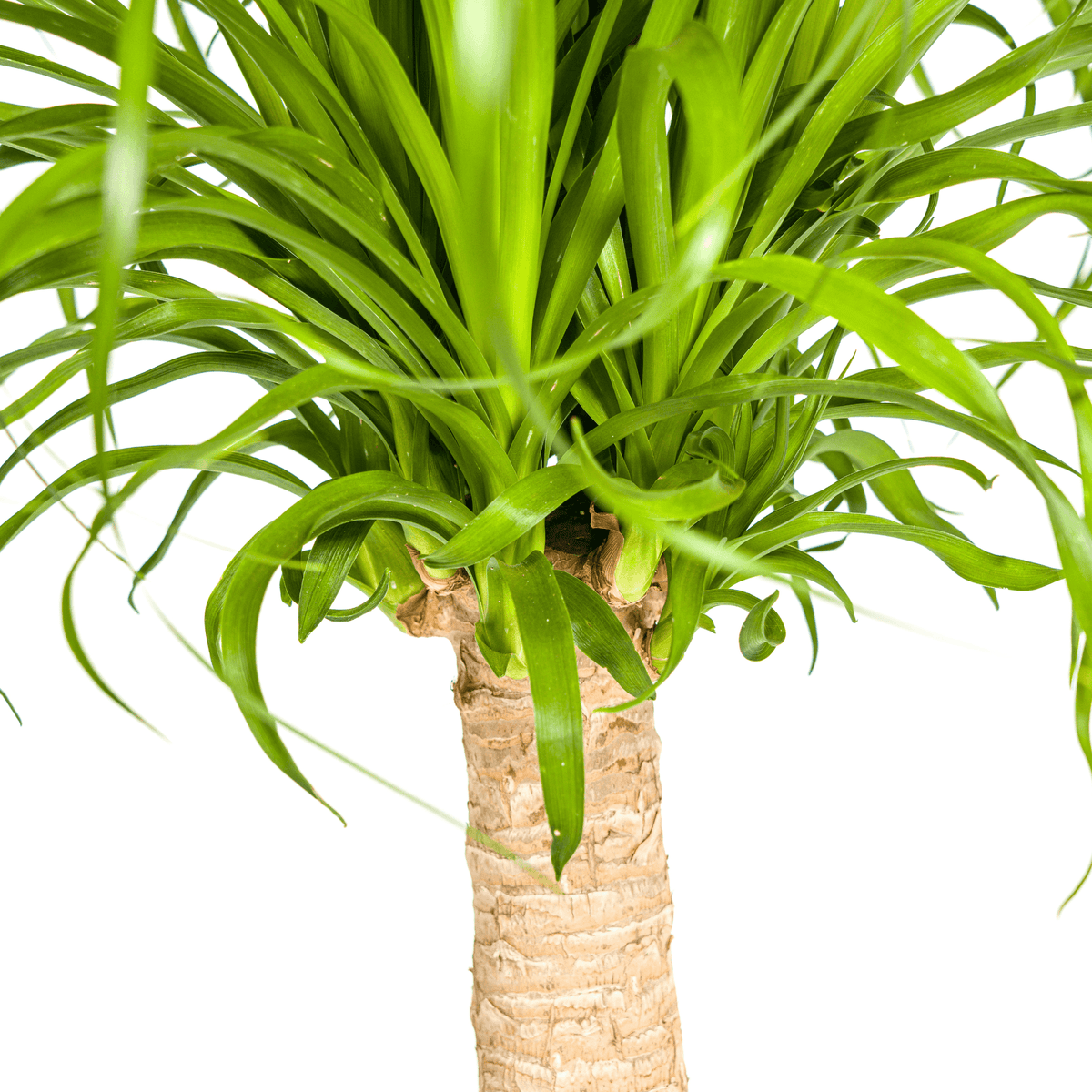 Elefantenfuß Beaucarnea Recurvata – Zimmerpflanze – Ø21cm – 60-80cm Höhe – Trockenheitsverträglich & pflegeleicht 