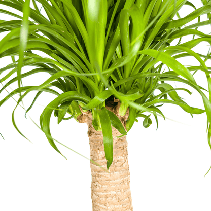 Elefantenfuß Beaucarnea Recurvata – Zimmerpflanze – Ø21cm – 60-80cm Höhe – Trockenheitsverträglich & pflegeleicht 