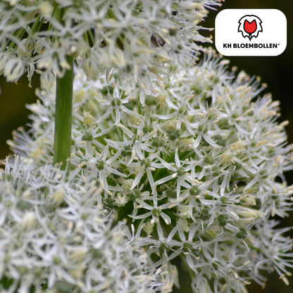 Allium 'White Giant' – Zierlauch – große, reinweiße Blütenkugeln – imposante Sommerblüher – 5 Blumenzwiebeln – ↕120cm – ideal für Beet & Rabatte 