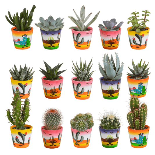 Kakteen & Sukkulenten Mischung – 15 Pflanzen 5,5 cm – Vielfältige Auswahl aus Cereus, Echeveria, Haworthia & Crassula – Hochwertige Qualität – Handbemalter mexikanischer Topf inklusive 