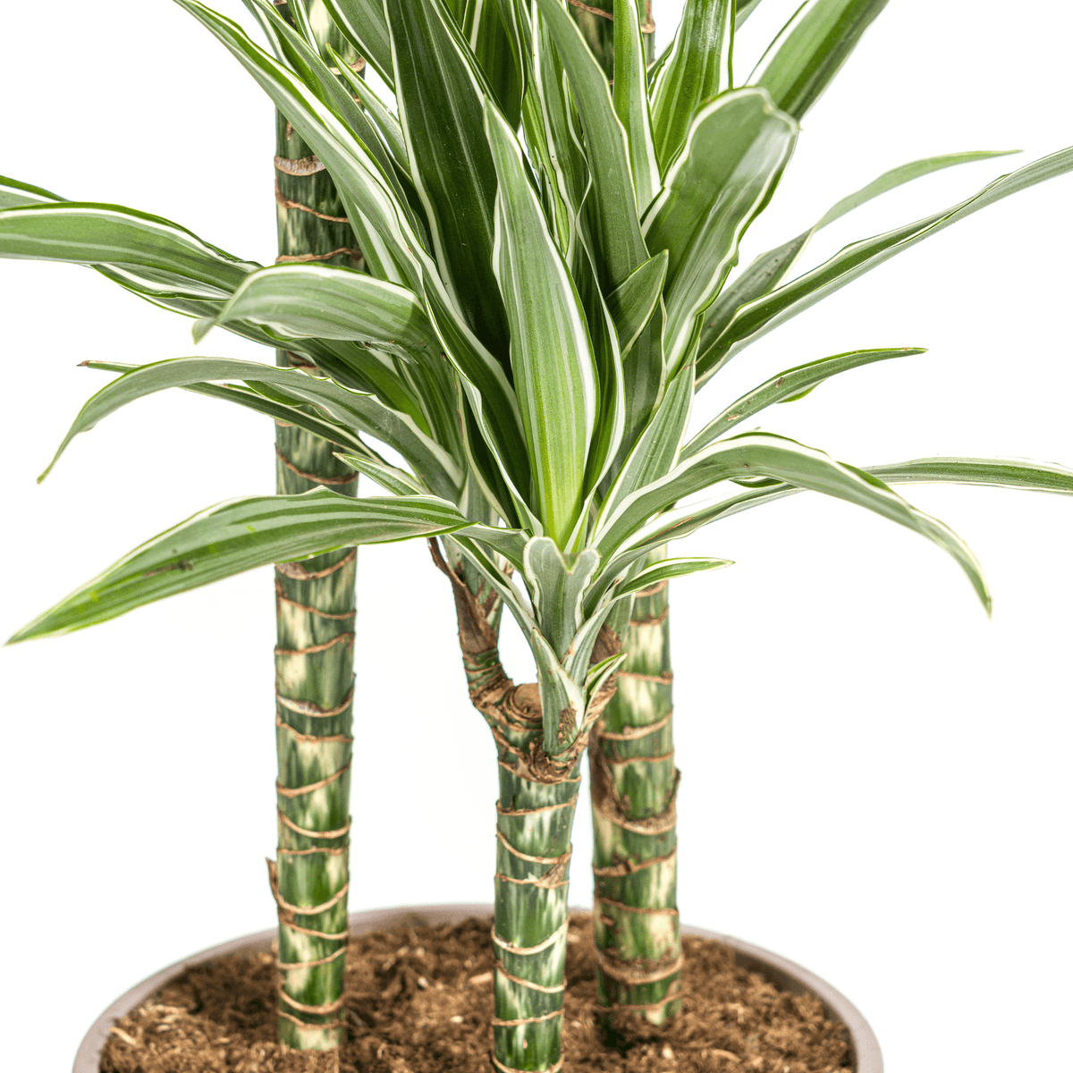 Dracaena Deremensis White Stripe mit Korb Ø24cm - ↕130 - 150cm 