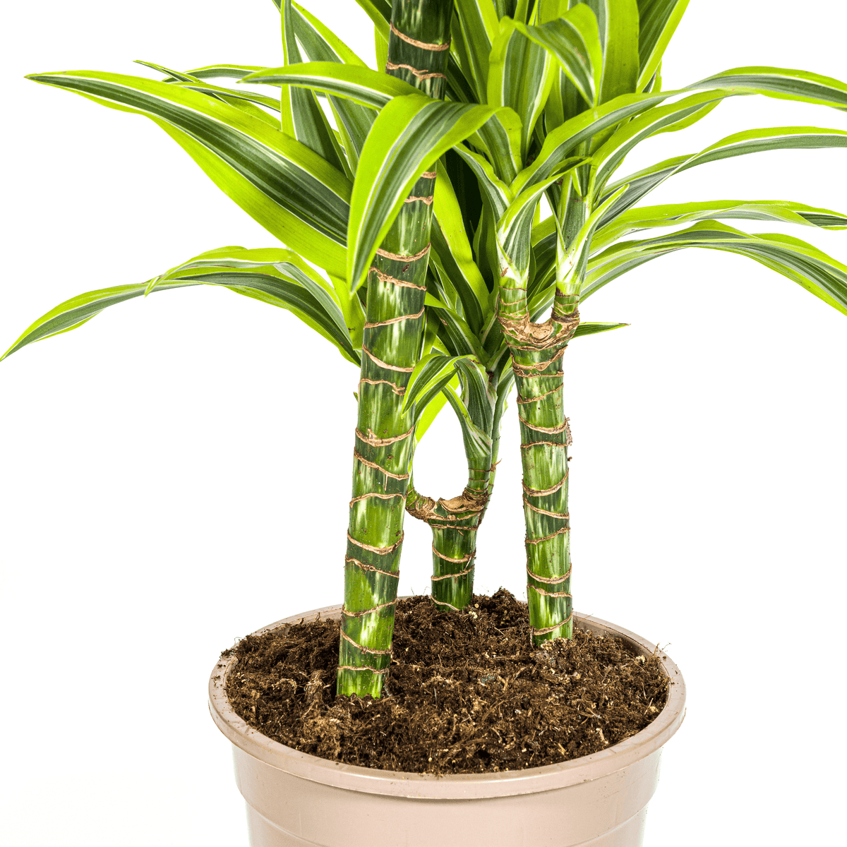 Drachenbaum Dracaena Deremensis Lemon Lime – Zimmerpflanze – Ø21cm – 90-110cm hoch – Schlanke grüne Blätter mit hellgrünem Rand – Pflegeleicht & dekorativ 