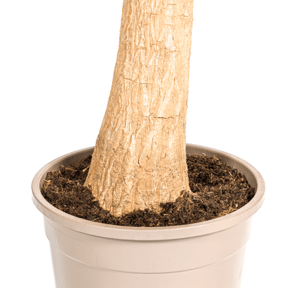 Beaucarnea Recurvata Stamm mit Korb Ø24cm - ↕80 - 100cm 