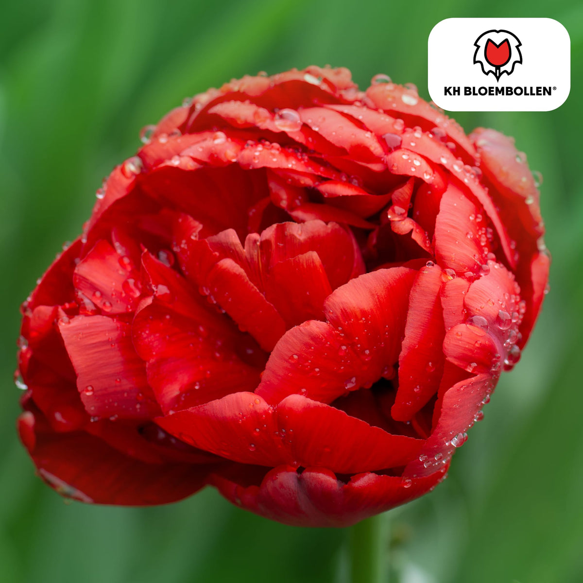 Bombastic Red Tulpenzwiebeln – 20 Blumenzwiebeln – Rote Gefüllte Pioentulpen – Für Garten & Topf 