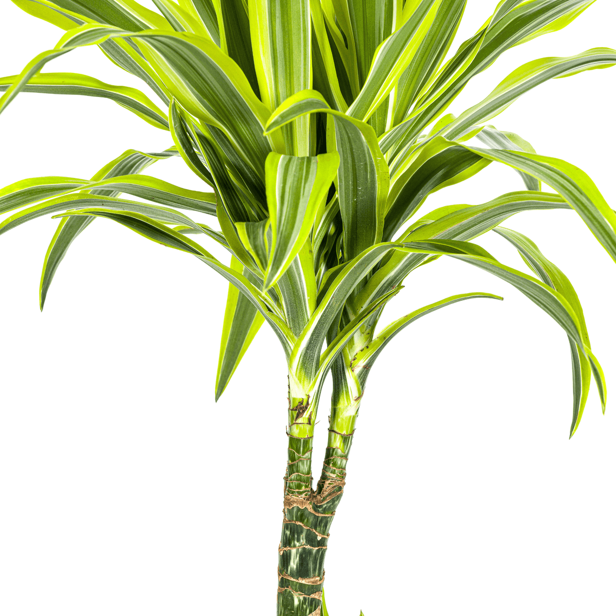 Drachenbaum Dracaena Deremensis Lemon Lime – Zimmerpflanze – Ø21cm – 90-110cm hoch – Schlanke grüne Blätter mit hellgrünem Rand – Pflegeleicht & dekorativ 