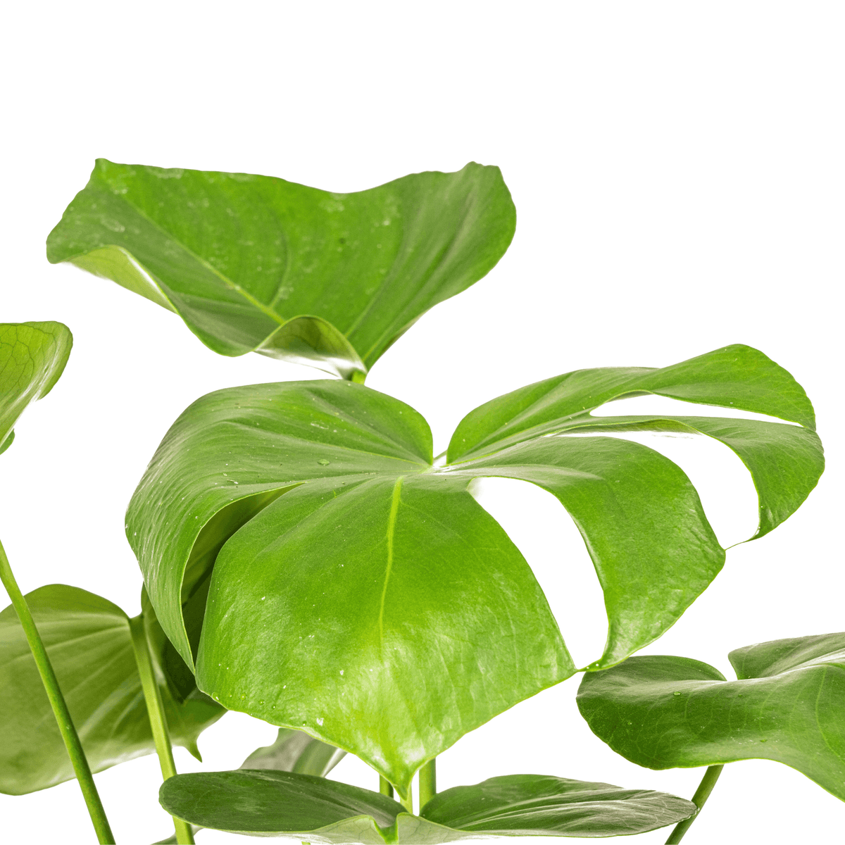 Fensterblatt Monstera Deliciosa Tauerii – Zimmerpflanze – Ø17cm – 50–70cm hoch – üppige, grüne Kletterpflanze 