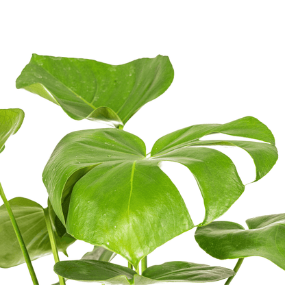Fensterblatt Monstera Deliciosa Tauerii – Zimmerpflanze – Ø17cm – 50–70cm hoch – üppige, grüne Kletterpflanze 