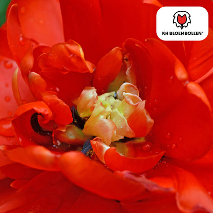 Bombastic Red Tulpenzwiebeln – 20 Blumenzwiebeln – Rote Gefüllte Pioentulpen – Für Garten & Topf 