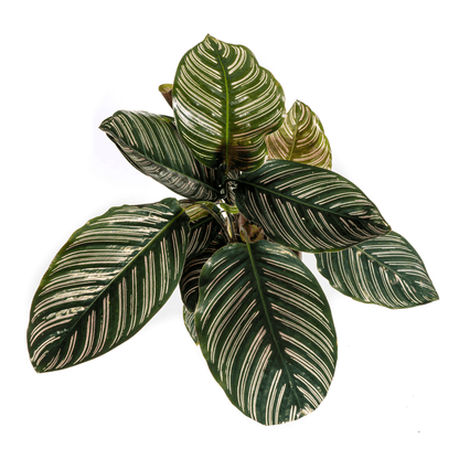 Korbmarante Calathea Ornata Sanderiana – Ø17 cm – ca. 40–50 cm hoch – Zimmerpflanze mit pink gestreiften Blättern – Für Wohnzimmer & Büro 