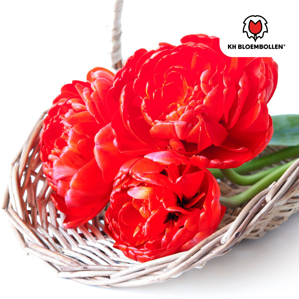 Bombastic Red Tulpenzwiebeln – 20 Blumenzwiebeln – Rote Gefüllte Pioentulpen – Für Garten & Topf 
