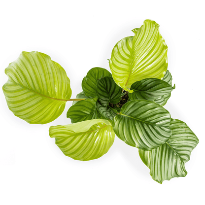 Korbmarante Calathea Orbifolia – Ø17 cm – ca. 40–50 cm hoch – Zimmerpflanze mit großen, silbrig-grünen Blättern – Für Wohnzimmer & Büro 