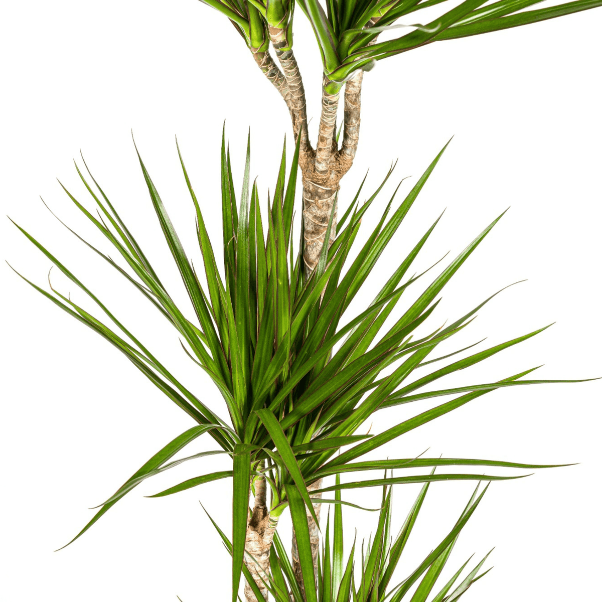 Drachenbaum Dracaena Marginata Green – Zimmerpflanze – Ø24cm – 130-150cm hoch – Schlanke, dunkelgrüne Blätter – Pflegeleicht & modern 