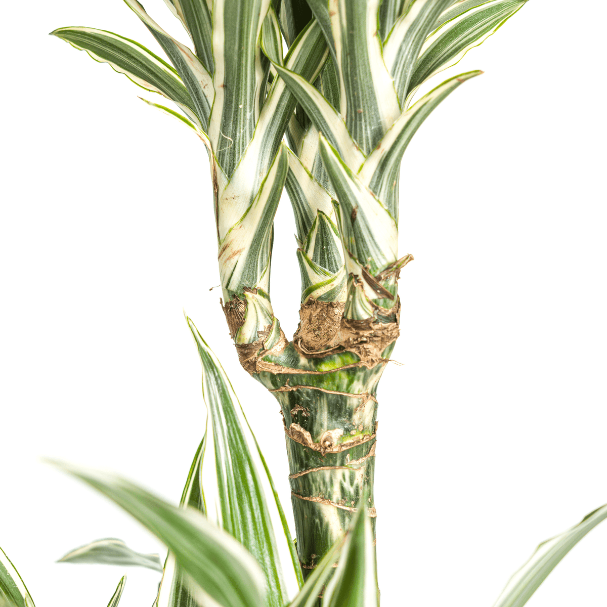 Dracaena Deremensis White Stripe mit Korb Ø24cm - ↕130 - 150cm 