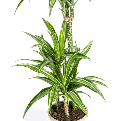 Drachenbaum – Dracaena Deremensis White Stripe – Zimmerpflanze – Ø21cm – ↕90–110cm – Pflegeleichte Grünpflanze mit dekorativen Blättern – Ideal für Wohnzimmer, Büro & Flur 