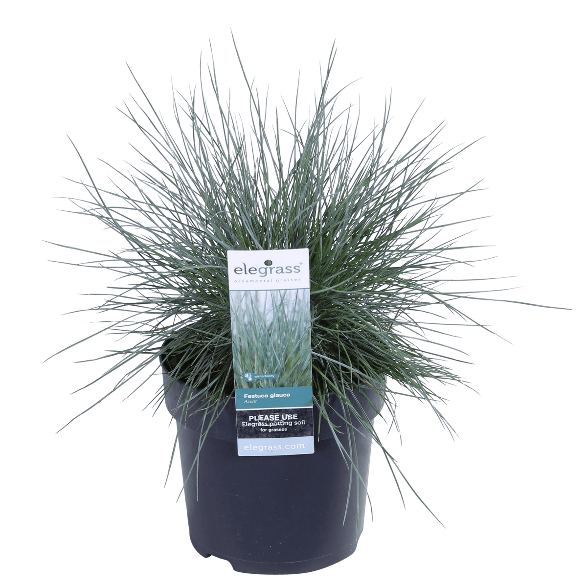 Blauschwingel-Gras - Festuca glauca Azura Blue - Ø14cm - ↨30cm 