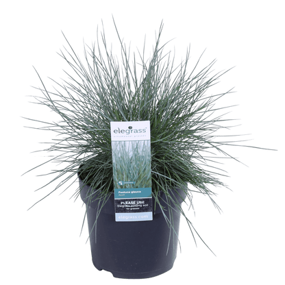 Blauschwingel-Gras - Festuca glauca Azura Blue - Ø14cm - ↨30cm 