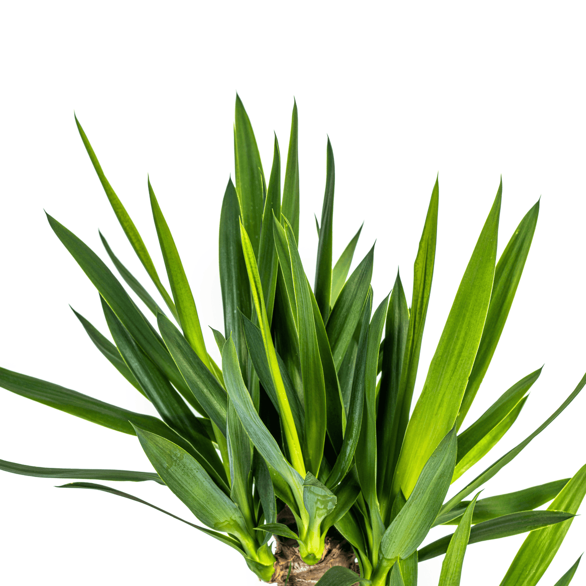 Yucca Elephantipes – Riesen-Palmlilie – Zimmerpflanze – Ø21cm – Höhe 90–110cm – Robuste Grünpflanze – Pflegeleicht & dekorativ 