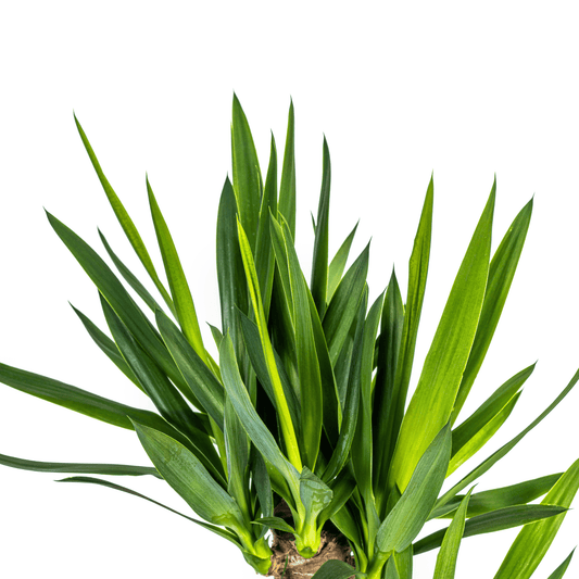 Yucca Elephantipes – Riesen-Palmlilie – Zimmerpflanze – Ø21cm – Höhe 90–110cm – Robuste Grünpflanze – Pflegeleicht & dekorativ 
