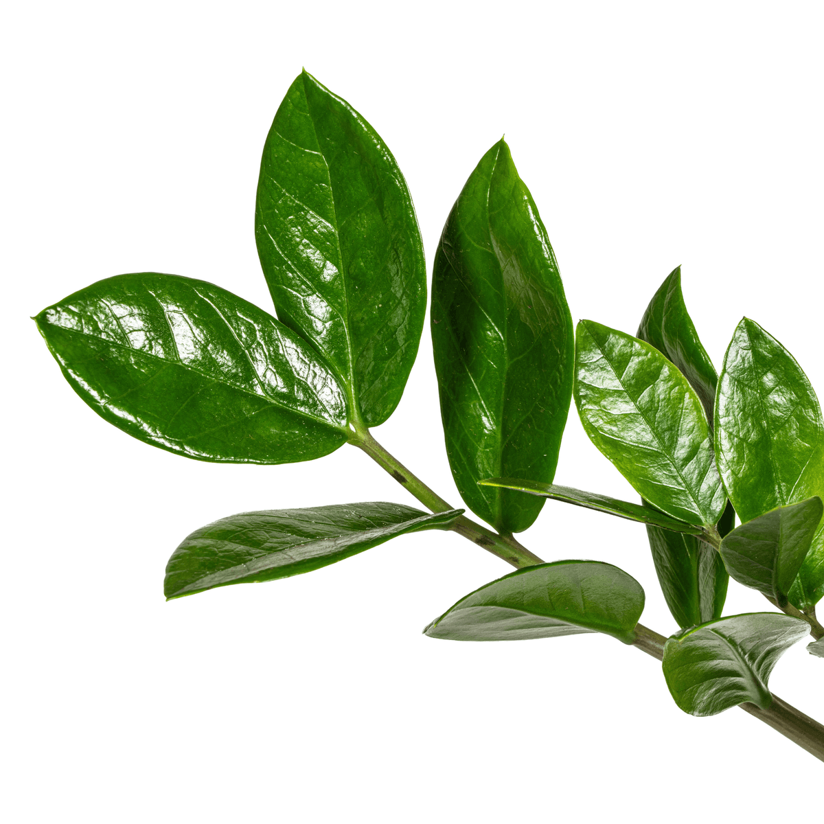 Glücksfeder – Zamioculcas Zamiifolia – Zimmerpflanze – Ø17cm – ↕40–50cm – Pflegeleicht & robust – Ideal für Büro & Wohnzimmer 