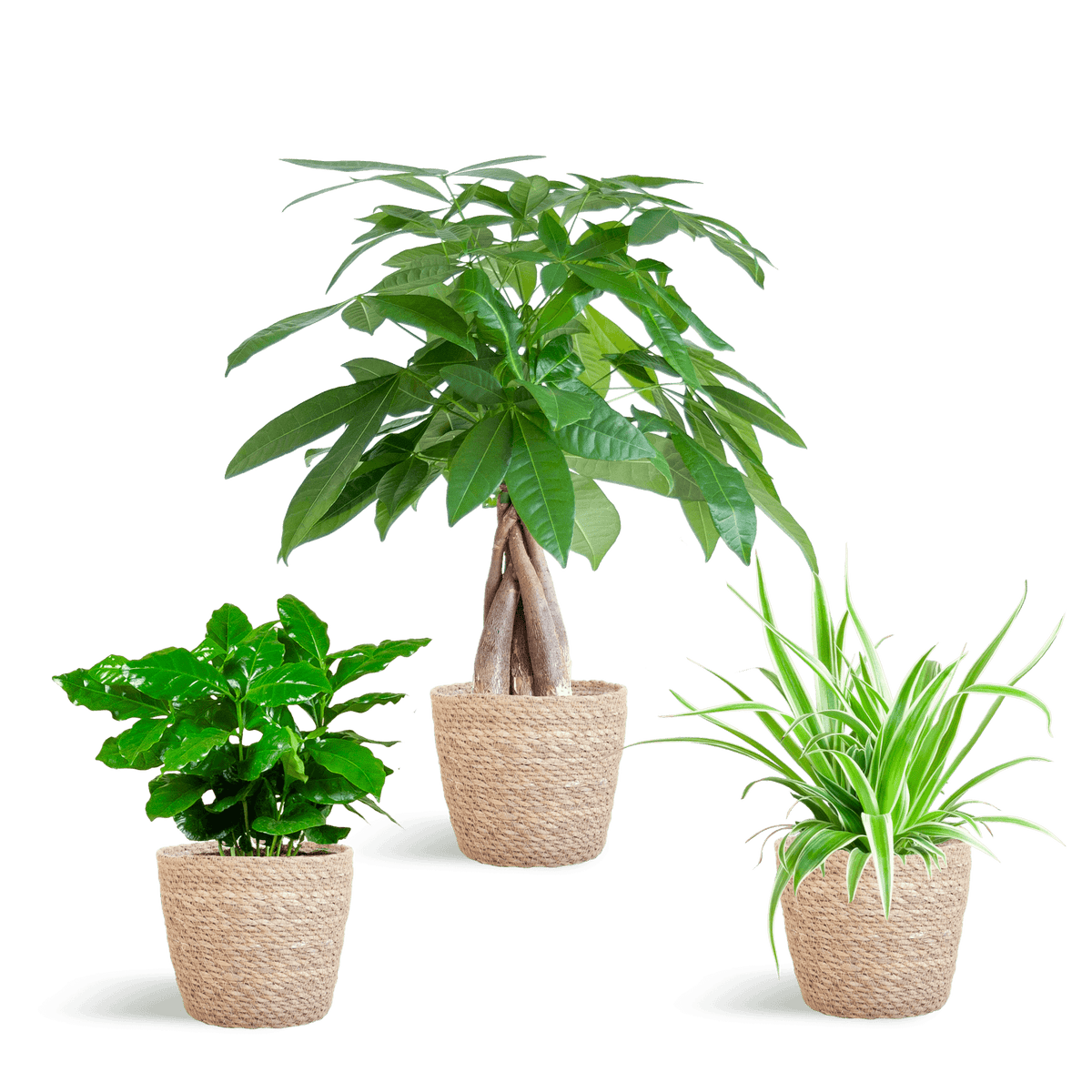 Tierfreundlicher Pflanzenkasten – Zimmerpflanzen-Mix – 3 grüne Pflanzen – Ø12 cm – Korb Sofia Natur – ungiftig für Katzen, Hunde & Kinder 