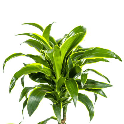 Dracaena Deremensis Dorado mit Korb Ø21cm - ↕100 - 120cm 