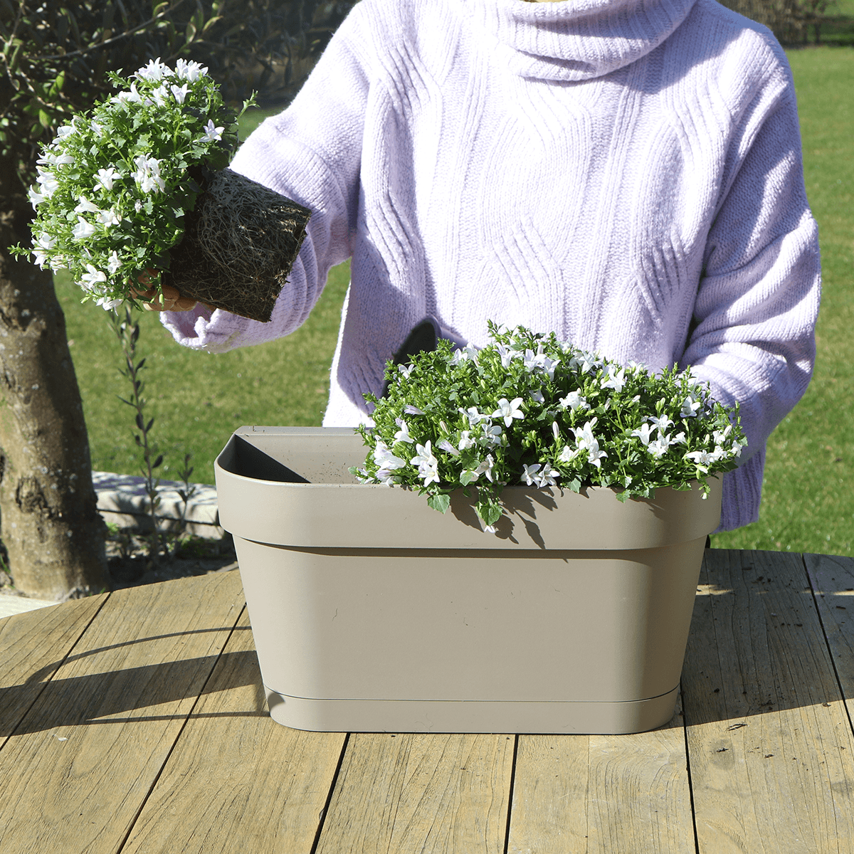Campanula Addenda Ambella weiß - Balkonpflanzer taupe mit 3 Stück Campanula Topfgröße 12cm - Inkl. Aufhängesystem - Glockenblume Weiß - Stauden 