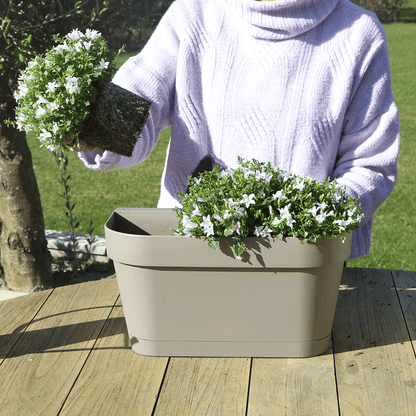 Campanula Addenda Ambella weiß - Balkonpflanzer taupe mit 3 Stück Campanula Topfgröße 12cm - Inkl. Aufhängesystem - Glockenblume Weiß - Stauden 