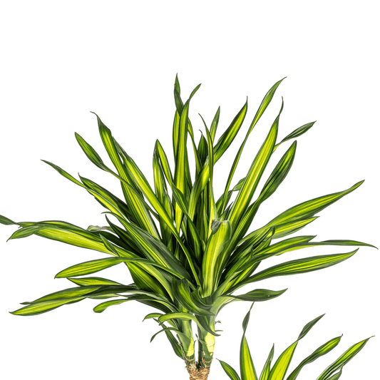 Dracaena Deremensis Rikki mit Korb Ø24cm - ↕130 - 150cm 