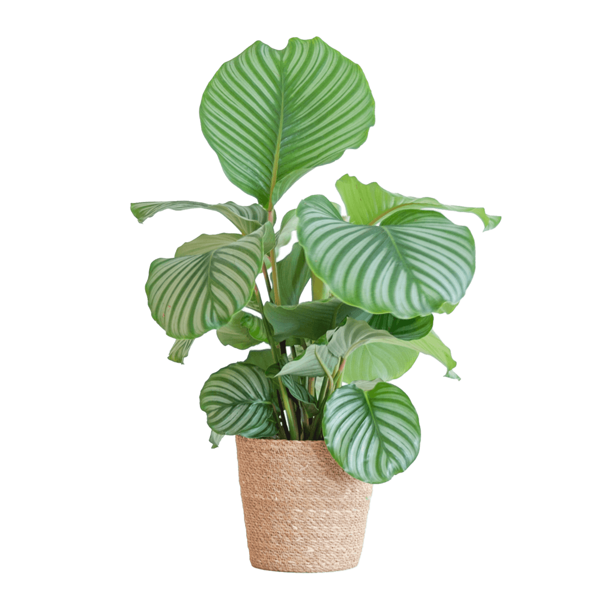 Korbmarante Calathea Orbifolia – Zimmerpflanze – 65cm hoch – Ø21cm – inkl. Natur-Korb Sofia aus Seegras – Luftreinigend & dekorativ 