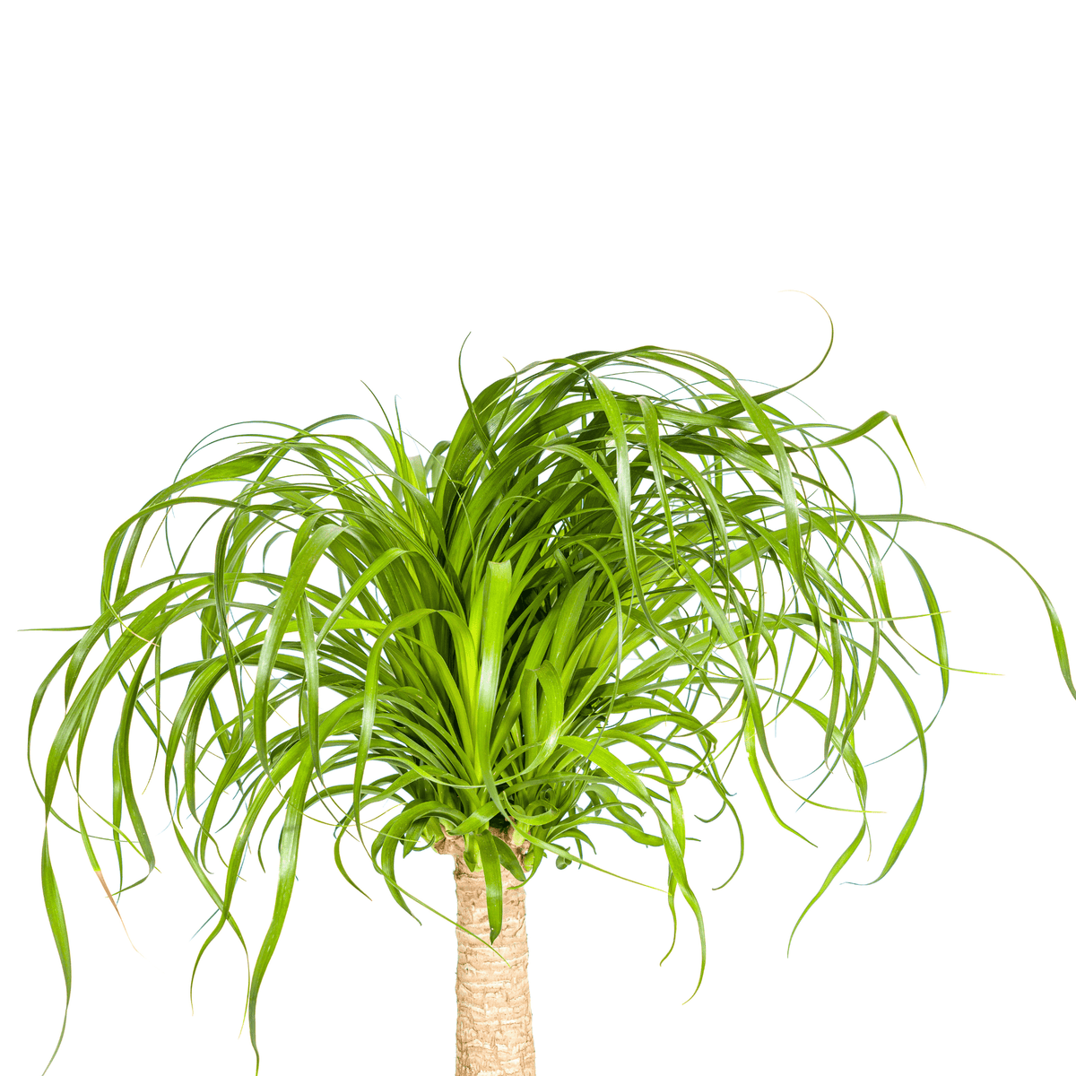 Elefantenfuß Beaucarnea Recurvata – Zimmerpflanze – Ø21cm – 60-80cm Höhe – Trockenheitsverträglich & pflegeleicht 