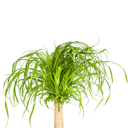 Elefantenfuß Beaucarnea Recurvata – Zimmerpflanze – Ø21cm – 60-80cm Höhe – Trockenheitsverträglich & pflegeleicht 