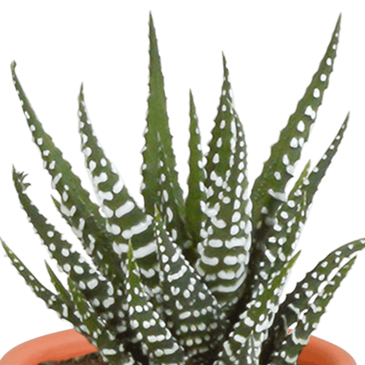 Kakteen & Sukkulenten Mischung – 15 Pflanzen 5,5 cm – Vielfältige Auswahl aus Cereus, Echeveria, Haworthia & Crassula – Hochwertige Qualität – Handbemalter mexikanischer Topf inklusive 