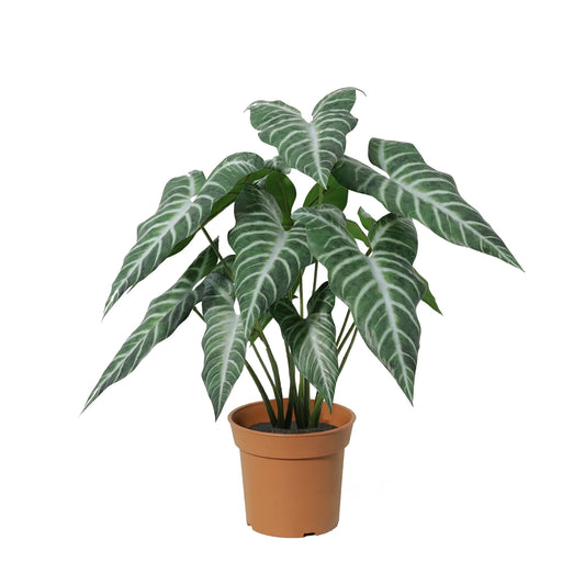 Künstliche Alocasia Polly 49cm im Topf – realistische Elefantenohr Kunstpflanze mit markanten Blättern – pflegefreie Zimmerdeko für Regal, Fensterbank & Schreibtisch – ganzjährig grün 