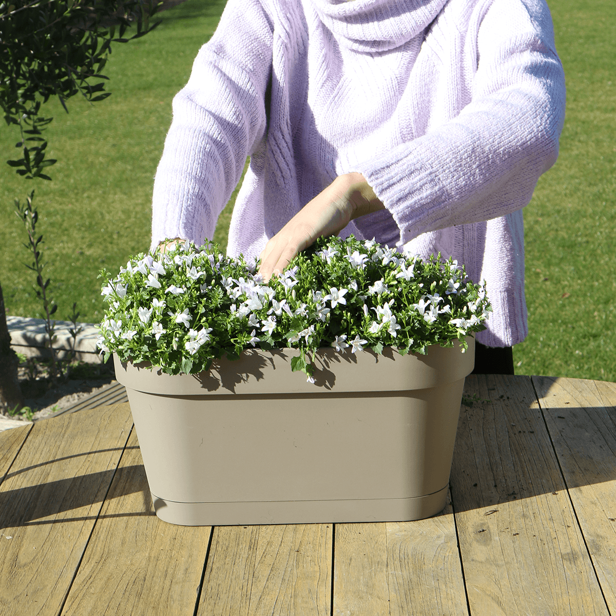 Campanula Addenda Ambella weiß - Balkonpflanzer taupe mit 3 Stück Campanula Topfgröße 12cm - Inkl. Aufhängesystem - Glockenblume Weiß - Stauden 