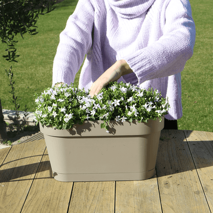 Campanula Addenda Ambella weiß - Balkonpflanzer taupe mit 3 Stück Campanula Topfgröße 12cm - Inkl. Aufhängesystem - Glockenblume Weiß - Stauden 