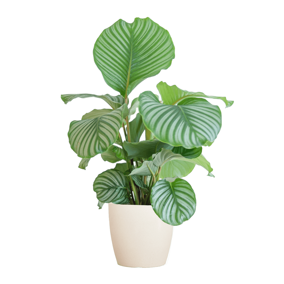 Korbmarante Calathea Orbifolia – Zimmerpflanze 65cm – Ø21cm – Luftreinigend – Inklusive biologisch abbaubarem Viber-Topf Weiß – Exotische Zimmerpflanze mit mintgrünen Blättern 