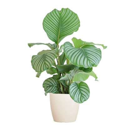 Korbmarante Calathea Orbifolia – Zimmerpflanze 65cm – Ø21cm – Luftreinigend – Inklusive biologisch abbaubarem Viber-Topf Weiß – Exotische Zimmerpflanze mit mintgrünen Blättern 