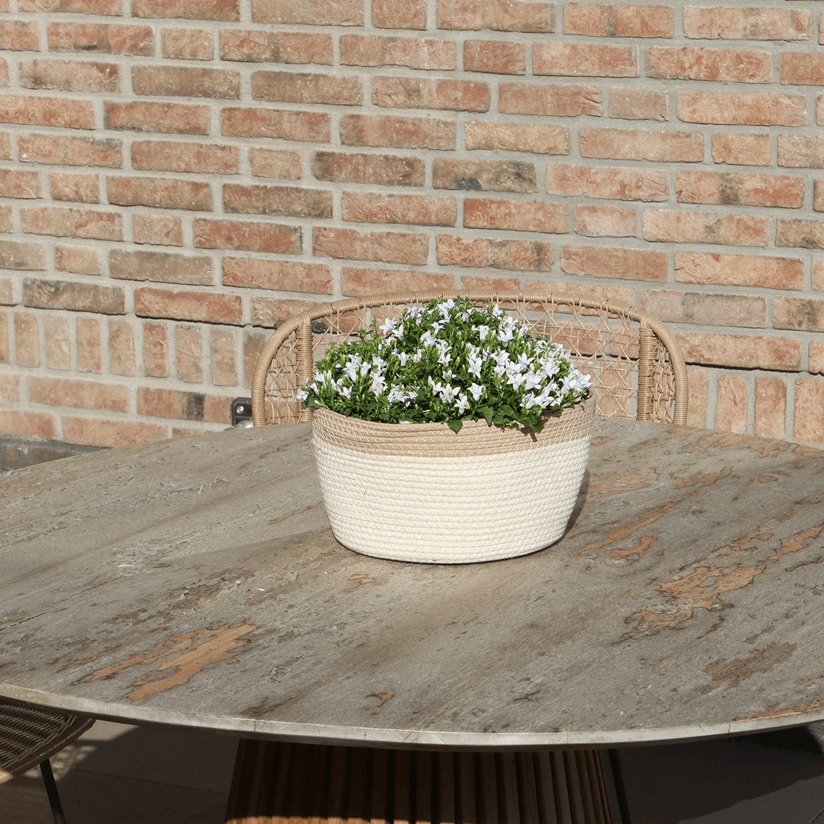 Campanula Addenda Ambella weiß - Baumwollschale mit Campanula mit Bewässerungssystem - 3 Stück - Glockenblume weiß - Topfgröße 12cm 