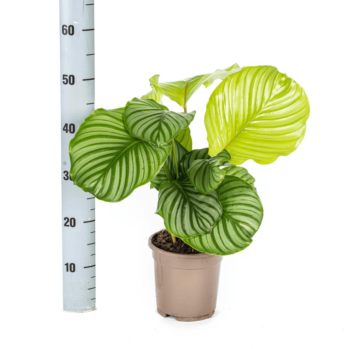 Korbmarante Calathea Orbifolia – Ø17 cm – ca. 40–50 cm hoch – Zimmerpflanze mit großen, silbrig-grünen Blättern – Für Wohnzimmer & Büro 